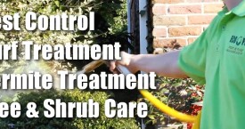 Tree & Shrub Care