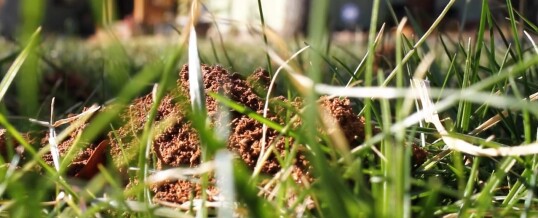 Turf Management